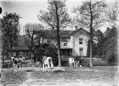  De achtergevel van het huis De Leemkolk met weiland met koeien.
