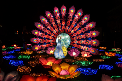  Het Chinese lichtfestival. ook wel lantaarnfeest genoemd, in Ouwehands Dierenpark