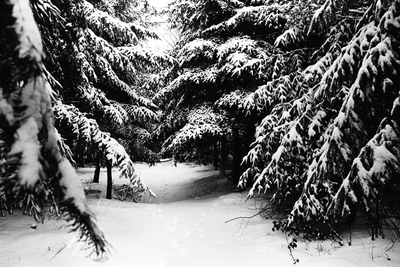  Sneeuw in bos bij de Leemkuil