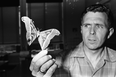  Leraar biologie Tom Koesveld toont vlinder in de Wilhelminamavo