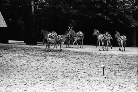  De zebra's in Ouwehands Dierenpark