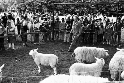  Schapenscheren bij Heimerstein schapenscheerder Rijk van Garderen