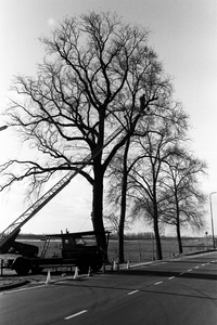  Snoeien van boom boven aan Veerweg