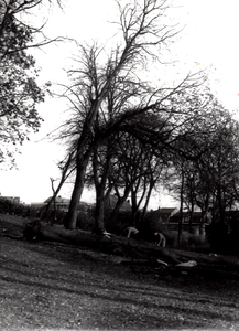  Stormschade Koningin Elisabethplantsoen