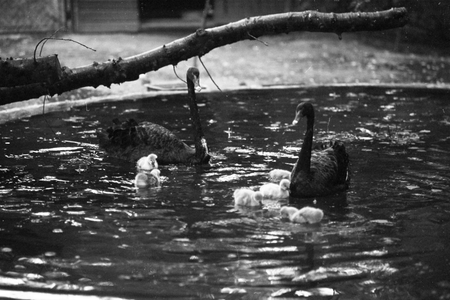  Zwarte zwanen met jongen bij Ouwehands Dierenpark