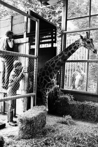 Giraf in nieuwe hok gebracht in Ouwehands Dierenpark