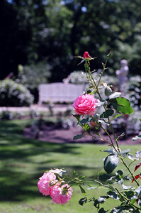  Rosarium in het park van Huis Doorn