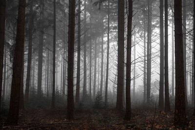  Kaapse bos in de mist