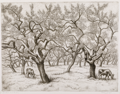  Gezicht in een hoogstam-boomgaard met fruitbomen, waaronder twee koeien grazen, te Langbroek (?)