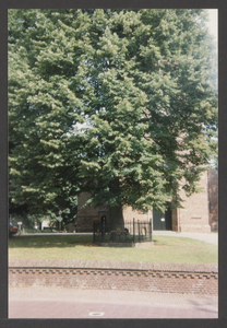  De toren van de St. Andrieskerk verscholen achter de Koningin Wilhelminaboom.