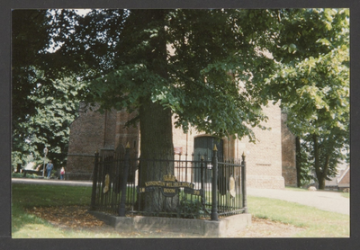  De Koningin Wilhelminaboom omgeven door een gietijzeren hekwerk bij de entree van de toren van de St. Andrieskerk.
