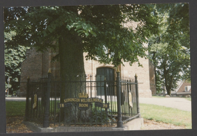  De Koningin Wilhelminaboom omgeven door een gietijzeren hekwerk bij de entree van de toren van de St. Andrieskerk.