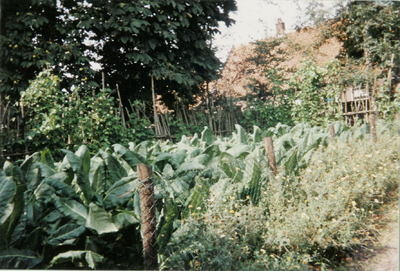  Tabaksveld(akker) bij (Amerongs Historisch) Museum, jaarlijks wordt hier tabak geteeld