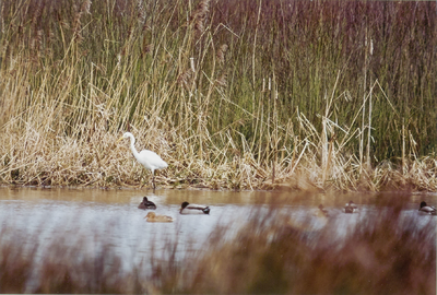  (Water)vogels in de Amerongse Bovenpolder nabij Elst