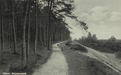  Fietspad met links bos en rechts heide, fietspad naar Austerlitz?