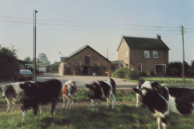  Kaasboerderij De Weistaar met koeien op de voorgrond.