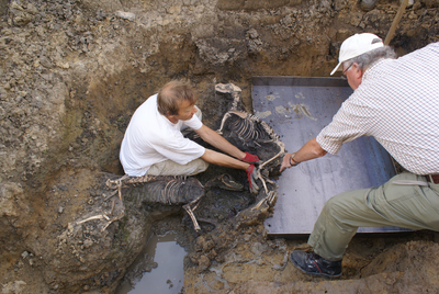  Een bij een opgraving bij landhuis Wickenburgh gevonden hondenskelet wordt op een plaat gelegd voor transport