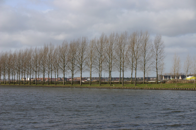  Populieren langs het Amsterdam-Rijnkanaal