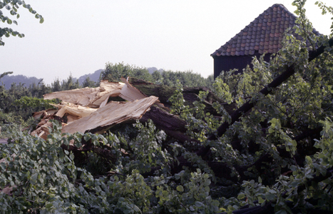  Omgewaaide monumentale boom bij de boerderij van Henk Diks, boerderij De Laatste Stuyver (nu de Landwinkel).