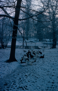  Eenden en ganzen in de sneeuw bij de vijver van landgoed Wickenburgh.