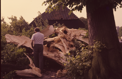 52957 Omgewaaide monumentale boom bij de boerderij van Henk Diks, boerderij De Laatste Stuyver (nu de Landwinkel).