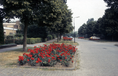  Bloeiende rozen langs de Willem de Zwijgerlaan, kijkend naar Koningin Emmaweg