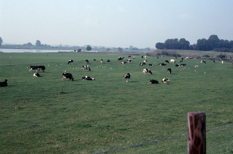  Koeien in de uiterwaard van de Lek met rechts de bomen bij fort Honswijk