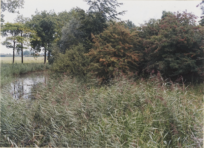 Kasteelterrein Schalkwijk. Gedeelte van het begroeide kasteelterrein en de omgrachting.