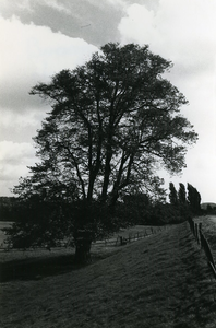  Oude lindeboom aan de Lekdijk tussen de Groeneweg en de spoorlijn Utrecht-Den Bosch.