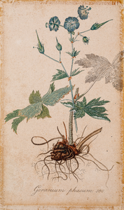  Tekening (ingekleurd) uit de Flora Batava van een Geranium phacum