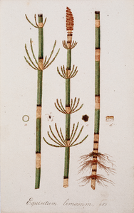  Tekening (ingekleurd) uit de Flora Batava van een Equisetum limosum (pijpachtige paardestaart)