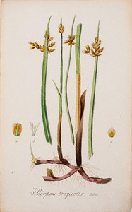  Tekening (ingekleurd) uit de Flora Batava van een Scirpus triqueter (driekantige bies)