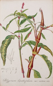  Tekening (ingekleurd) uit de Flora Batava van een Polygonum lapathifolium var. nodosa (bleekbloeiende duizendknoop met ...