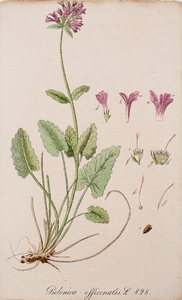  Tekening (ingekleurd) uit de Flora Batava van een Betonia officinalis
