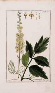  Tekening (ingekleurd) van een Actaea racemosa afkomstig uit Icones plantarum medicinalium, geschreven door Johannes Zorn