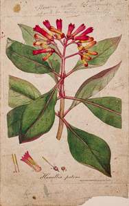  Tekening (ingekleurd) van een Hamellia patens afkomstig uit Exotic Botany: consisting of coloured figures, and ...