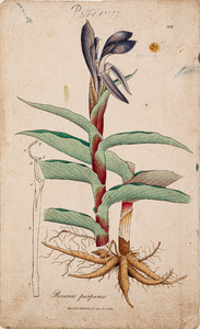  Tekening (ingekleurd) van een Roscoea purpurea afkomstig uit Exotic Botany: consisting of coloured figures, and ...