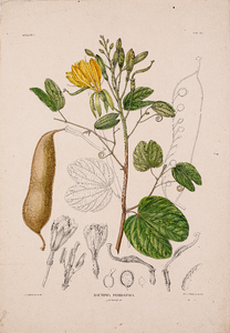  Tekening (ingekleurd) van een Bauhinia ferruginea afkomstig uit Verhandelingen over de natuurlijke geschiedenis de ...