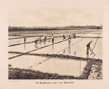 96 96. Beplanten van een Rijstveld.