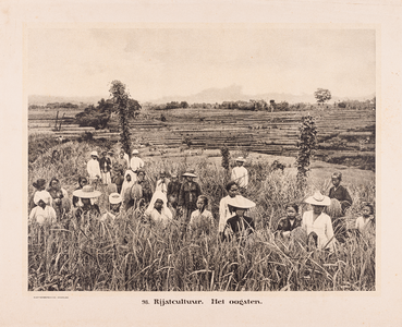 98 98. Rijstcultuur. Het oogsten.