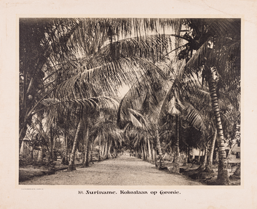 164 164. Suriname. Kokoslaan op Coronie.