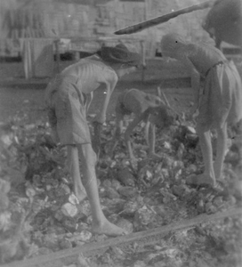 Jongens zoeken in kamp Si Rengorengo tussen het afval naar eetbare stukken oebi. Foto van J.P.J. Kosak, 1945.<br/>NIOD 100437 <a class=uline href=http://www.beeldbankwo2.nl target=_blank>Beeldbank WO2</a>