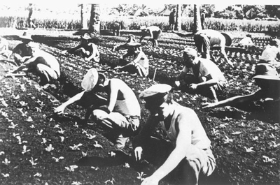 Dutch prisoners of war at work. This photo from January 1944 was probably made in Leuwigadjah or Tjimindi.&lt;br/&gt;NIOD 51826 &lt;a class=uline href=http://www.beeldbankwo2.nl target=_blank&gt;Beeldbank WO2&lt;/a&gt;